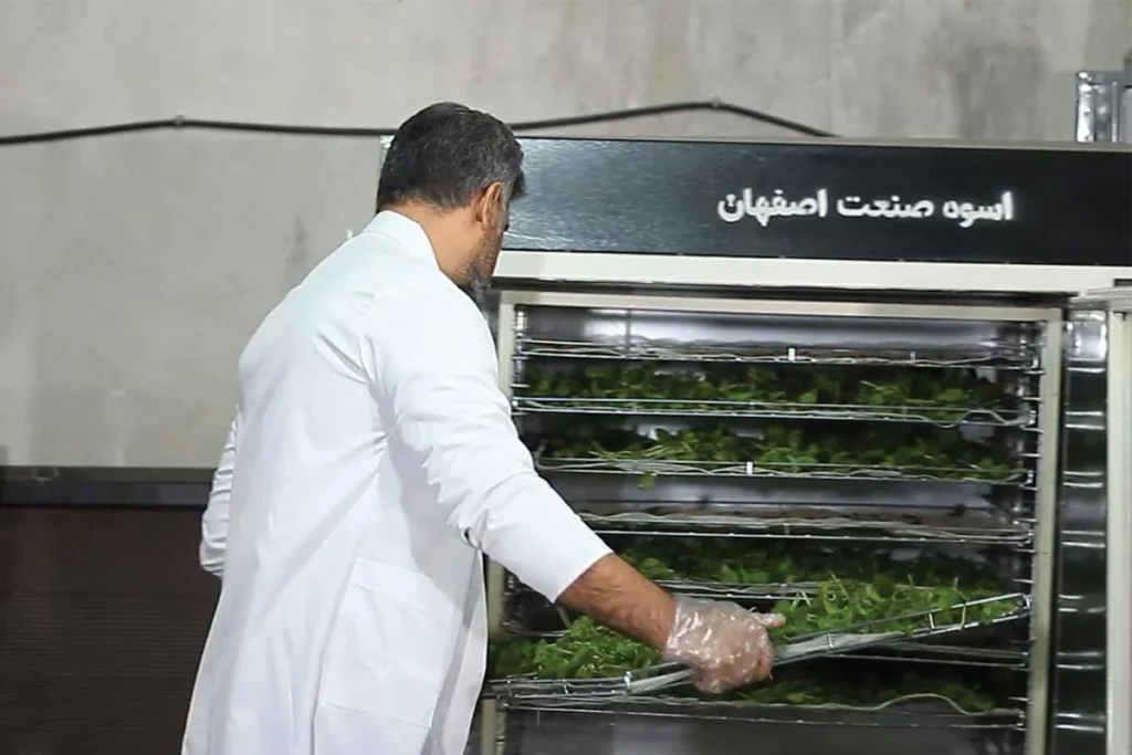 خشک کردن نعنا