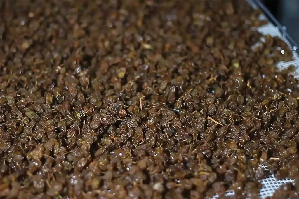 کشمش