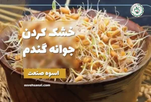 خشک کردن جوانه گندم