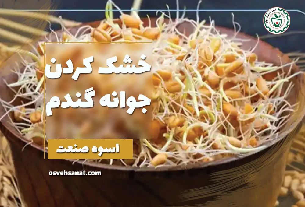 خشک کردن جوانه گندم