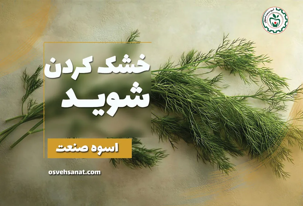 خشک کردن شوید