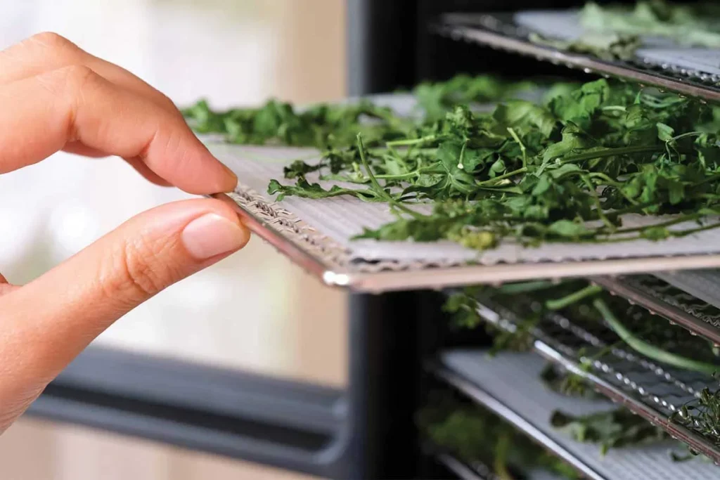 خشک کردن گیاهان دارویی برای دمنوش