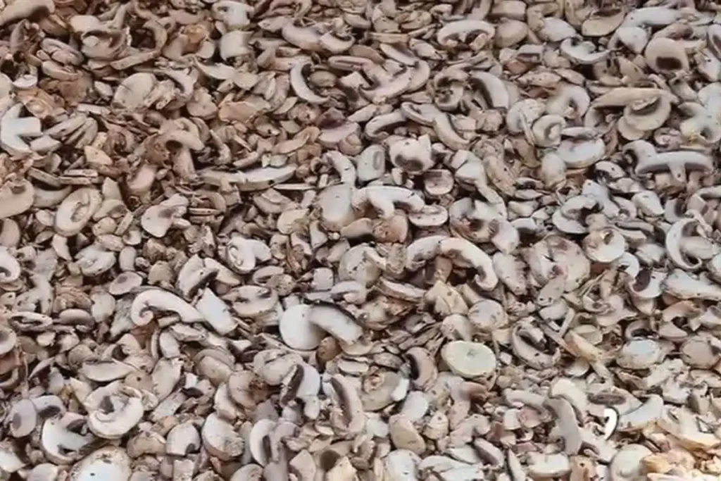 خشک کردن قارچ در دستگاه خشک کن صنعتی بدون سیاه شدن